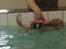 Nova scotia duck tolling retriever  Beautyfull Mischa