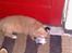 Nova scotia duck tolling retriever  Beautyfull Mischa