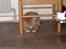 Nova scotia duck tolling retriever  Beautyfull Mischa