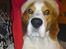 Beagle salus plet - plet i jule humør ;D