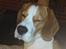 Beagle salus plet - gider altså ikk ha taget billeder mere nu d;;