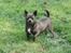 Chihuahua Aya *solgt* - Her kan i se min far Piccolo..