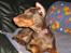 Dobermann enigma