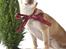 Chihuahua Bailey - Skippergårdens Fister - 01-11-2009 min julehund! <3