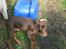 Dobermann enigma