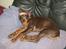 Dobermann enigma - zzzzzzzzzzzzz
