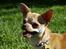Chihuahua Bailey - Skippergårdens Fister - 06-06-2009