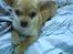 Chihuahua Bailey - Skippergårdens Fister - lille Bailey :)