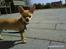 Chihuahua Bailey - Skippergårdens Fister - Bailey som hvalp i Roskilde <3 <3