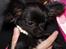 Chihuahua Aya *solgt* - Ayas billede fra hjørring dyreland :)