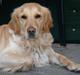 Golden retriever Lapijas Holly