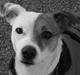 Jack russell terrier Thess
