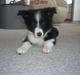 Border collie Neela