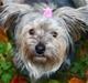 Blanding af racer Yorkiepoo´n Milla