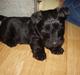 Skotsk terrier Best of scotties Cille <3