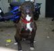 Amerikansk bulldog Topp´s Magic Tilde
