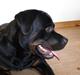 Rottweiler Ernst