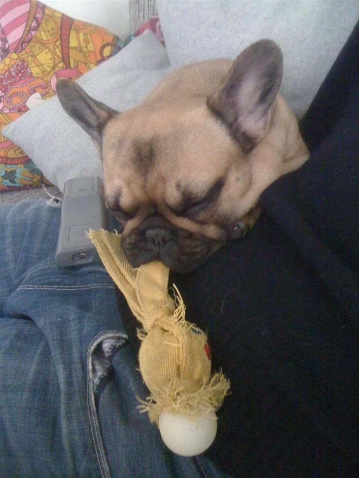 Fransk bulldog Irma Charming Bulldogs billede 9