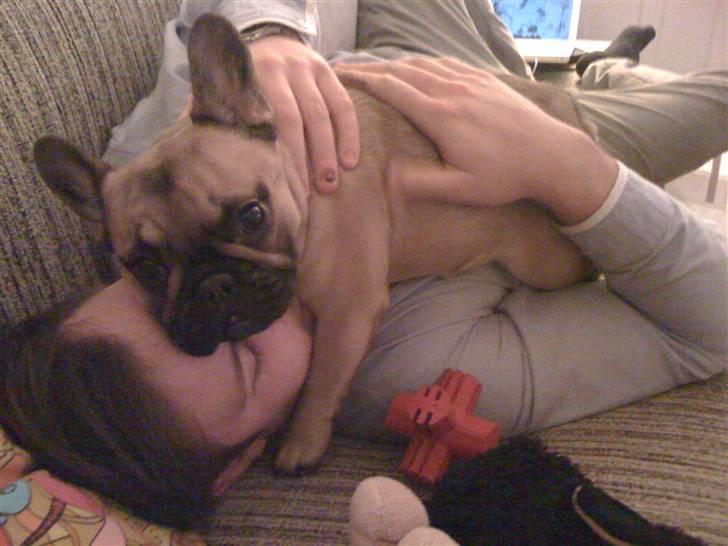 Fransk bulldog Irma Charming Bulldogs billede 10