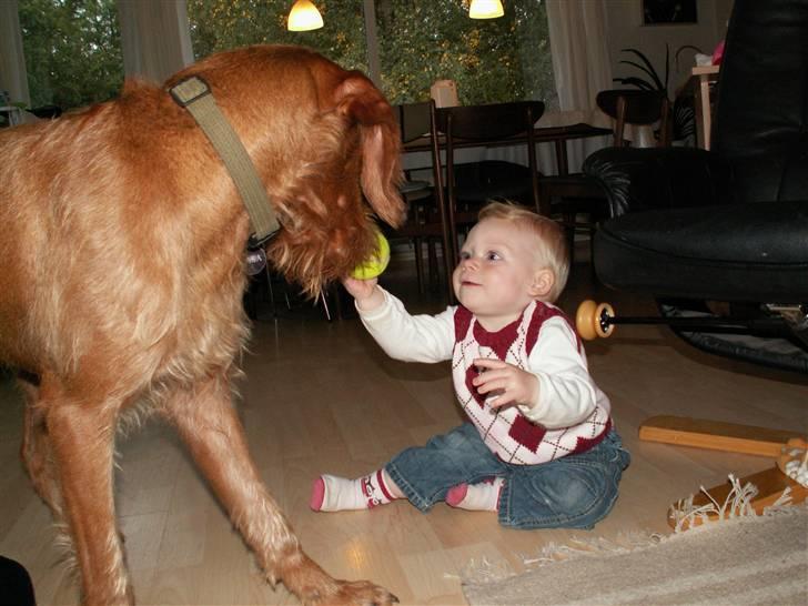 Ruhåret vizsla Casanova - Josefine og Casa leger billede 20