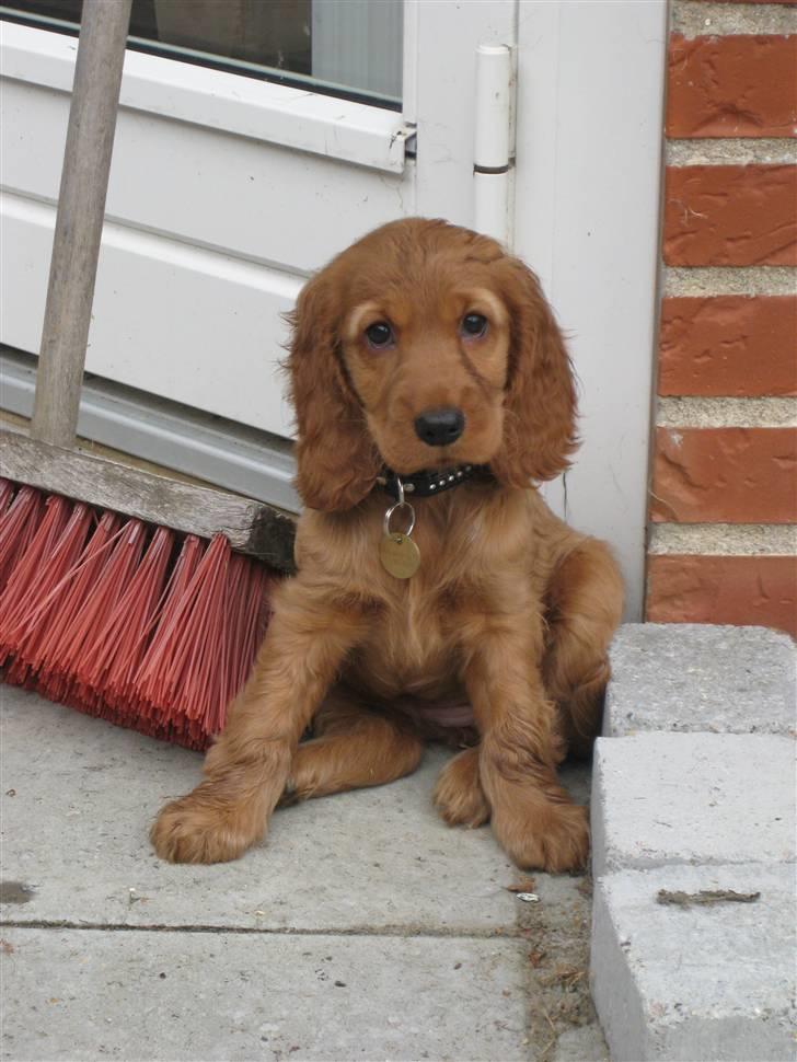 Cocker spaniel Diva  Solgt :'(  - elsker det her billede af babyen, vi er på besøg hos mine forældre, hun skulle jo møde nogle legekammerater ( to Labber ) billede 7