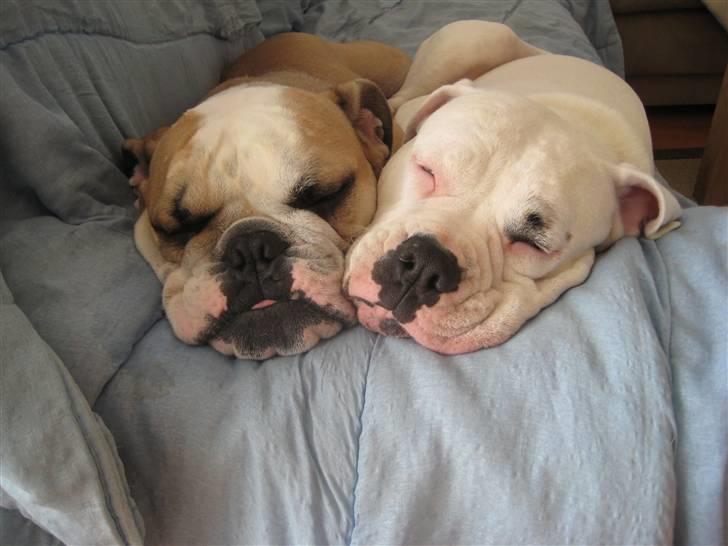 Olde english bulldogge Bolon R.I.P. 08-08-2010 billede 13