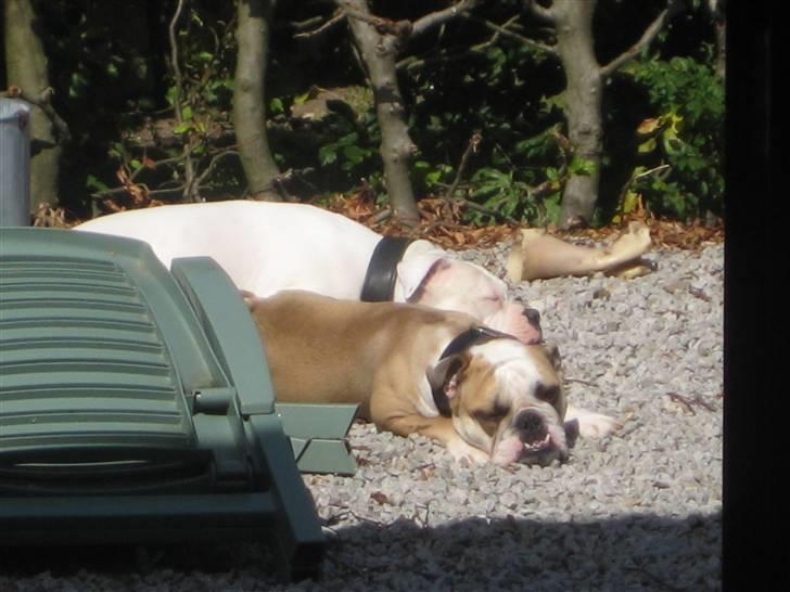 Olde english bulldogge Bolon R.I.P. 08-08-2010 billede 14