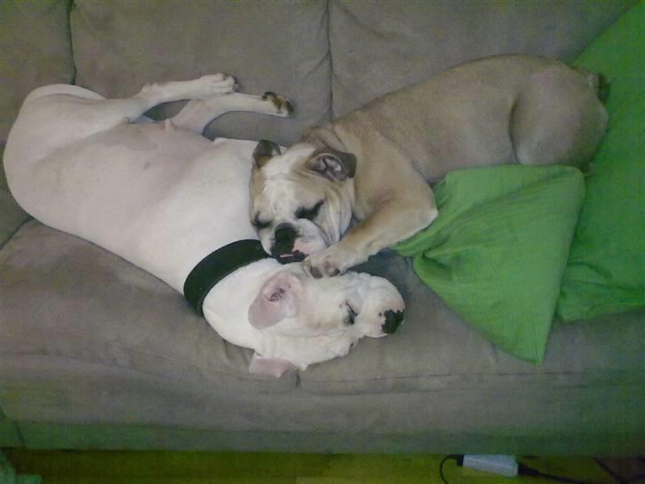 Olde english bulldogge Bolon R.I.P. 08-08-2010 billede 15