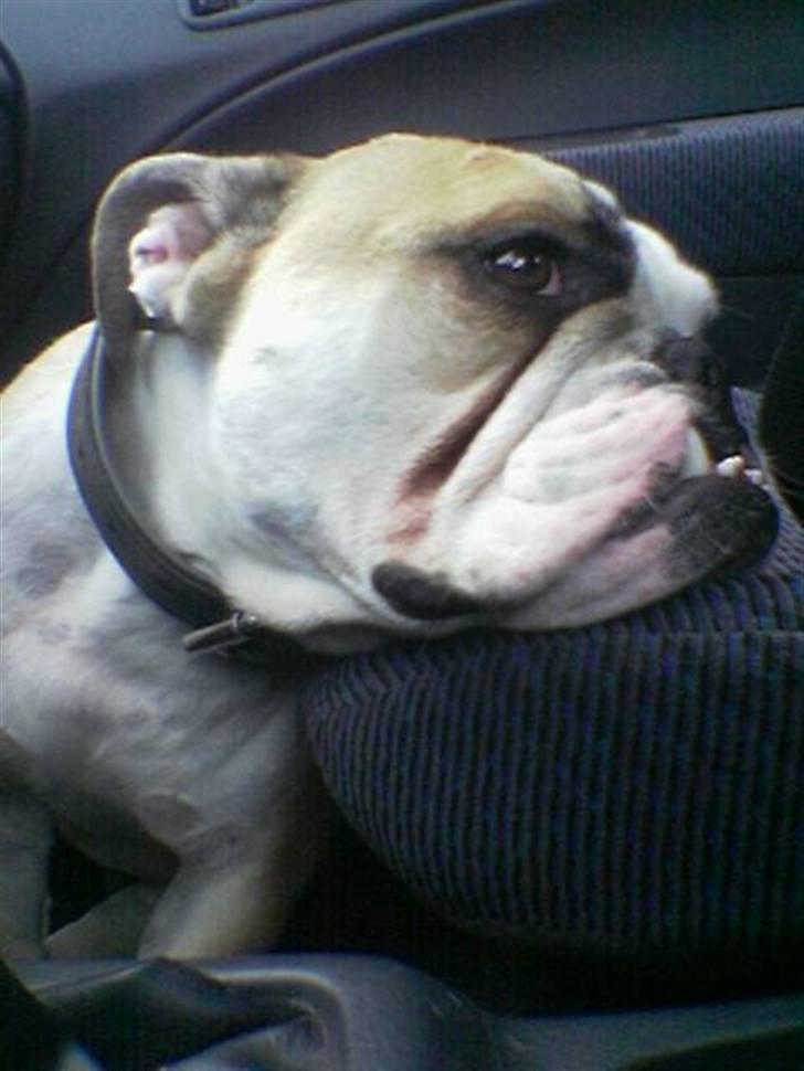 Olde english bulldogge Bolon R.I.P. 08-08-2010 - Det er skønt at kører i bil :) billede 16