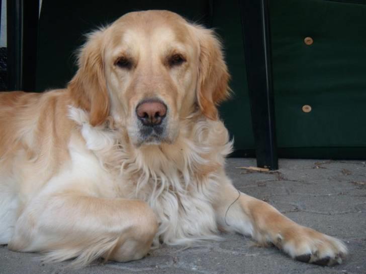 Golden retriever Lapijas Holly - Holly i sit és billede 1