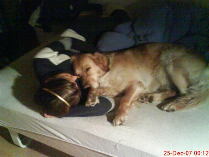 Golden retriever Lapijas Holly - os der napper en lur.. billede 3