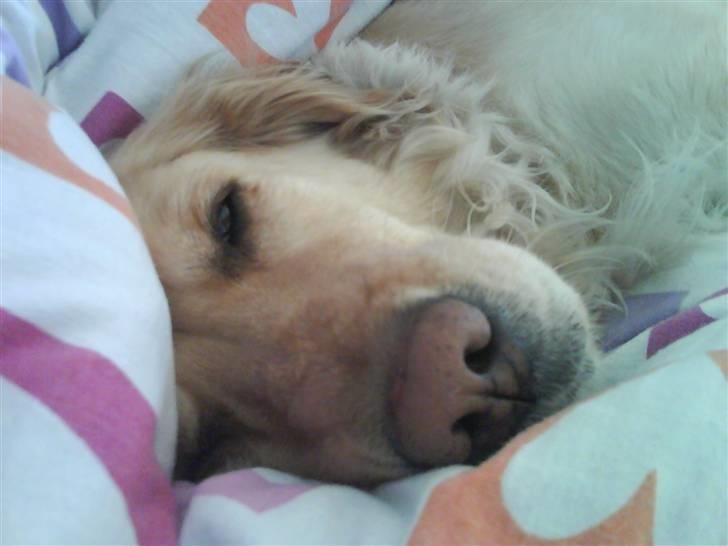 Golden retriever Lapijas Holly - Hyggehunden billede 4