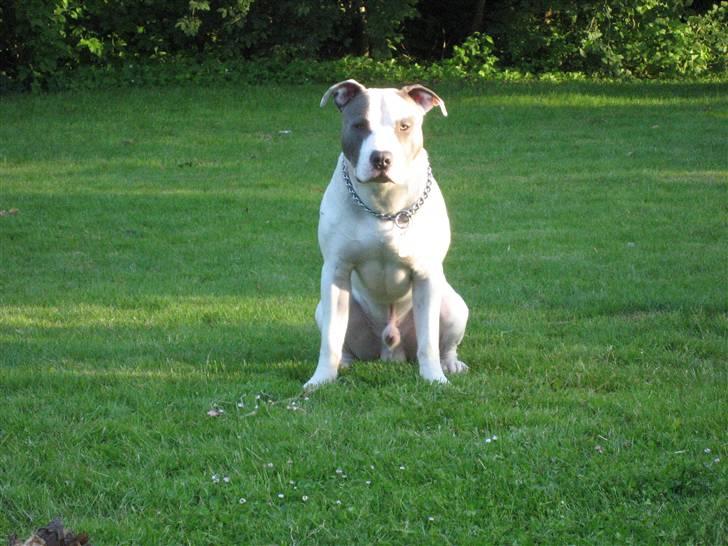 Amerikansk staffordshire terrier Eikki billede 16