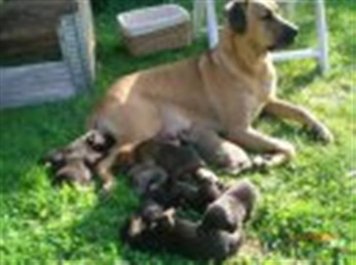 Blanding af racer Broweiler Odin - Her er min flotte mor  billede 9