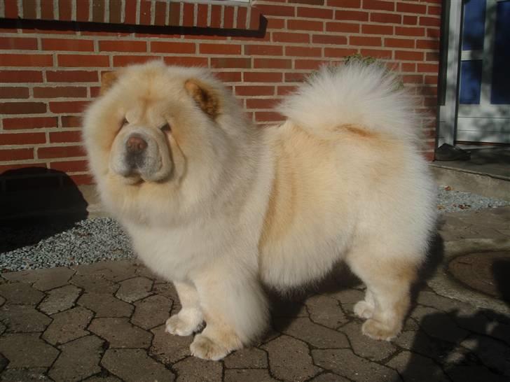 Chow chow Litchi Chow Daisy May - Daisy en uge før fødsel billede 9