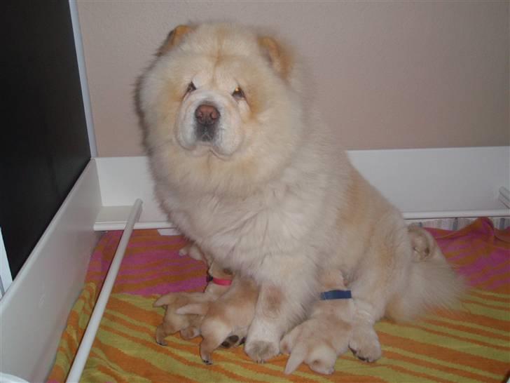 Chow chow Litchi Chow Daisy May - Daisy med hendes 5 dejlige cream-boller billede 10