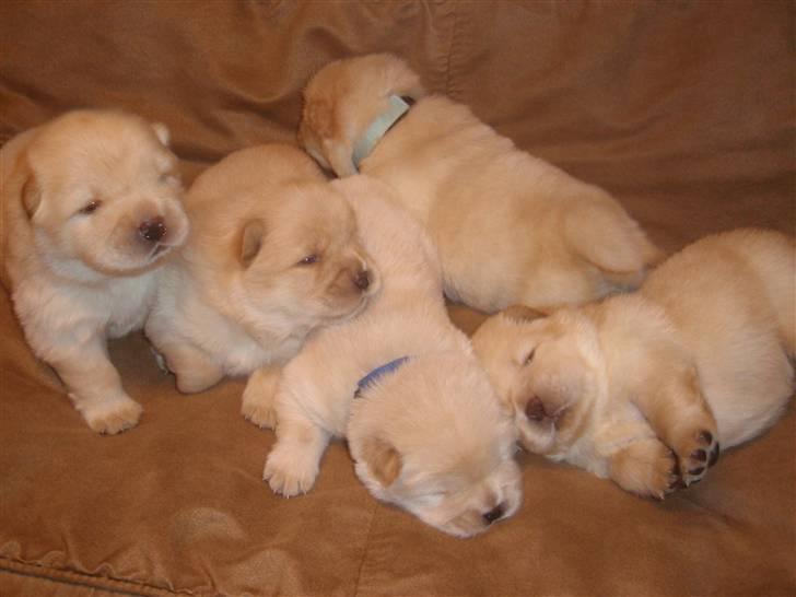 Chow chow Litchi Chow Daisy May - 5 stk 14 dage gamle cream farvet chow hvalpe. billede 11