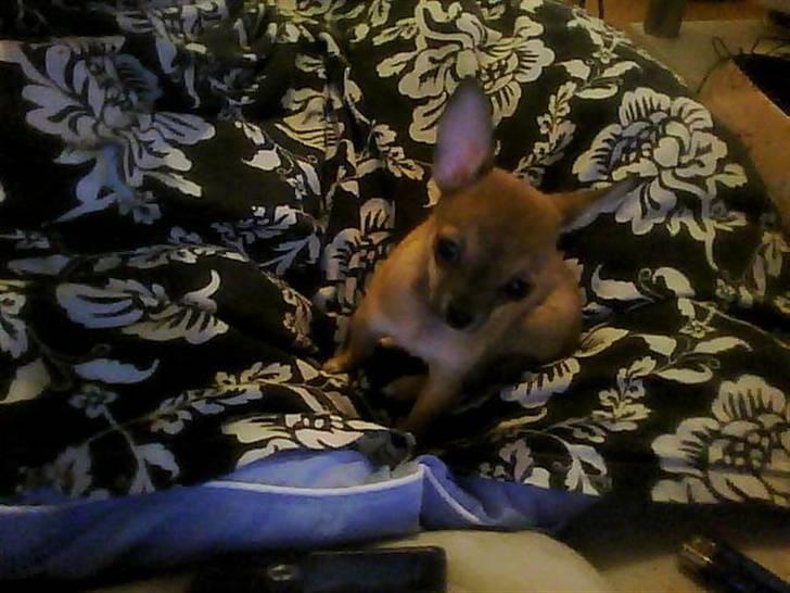 Chihuahua Emma billede 2