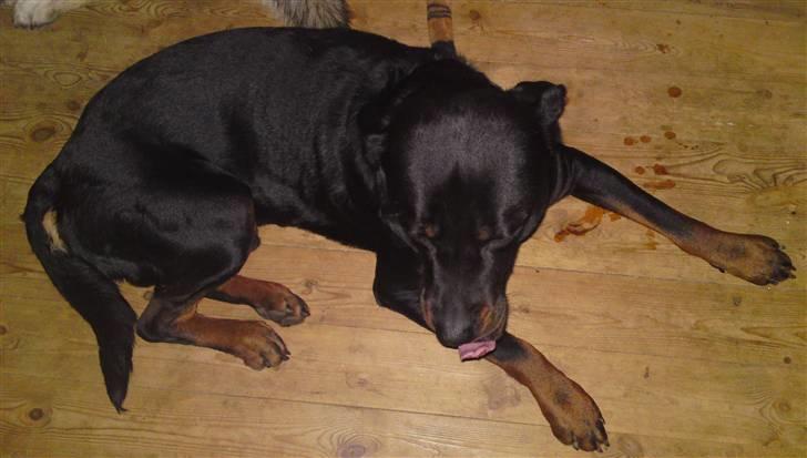 Rottweiler tais mega savnet billede 14
