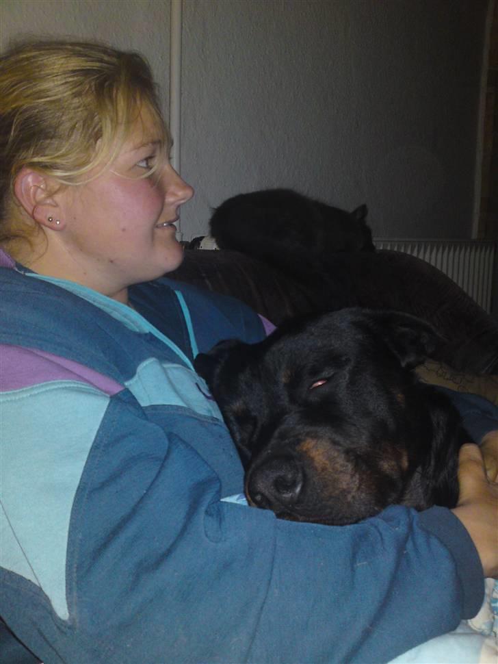 Rottweiler tais mega savnet - han sover godt, er han ikke sød. elsker den hund. billede 15