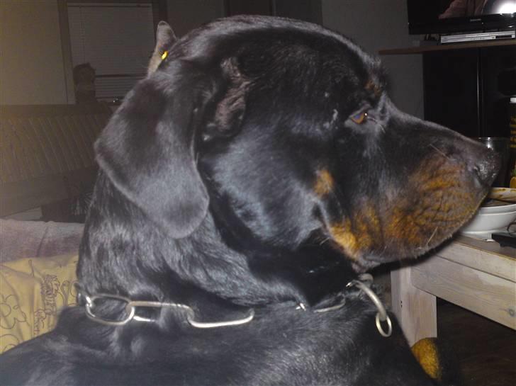 Rottweiler tais mega savnet billede 16