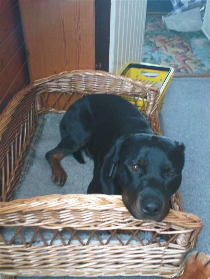 Rottweiler tais mega savnet billede 17