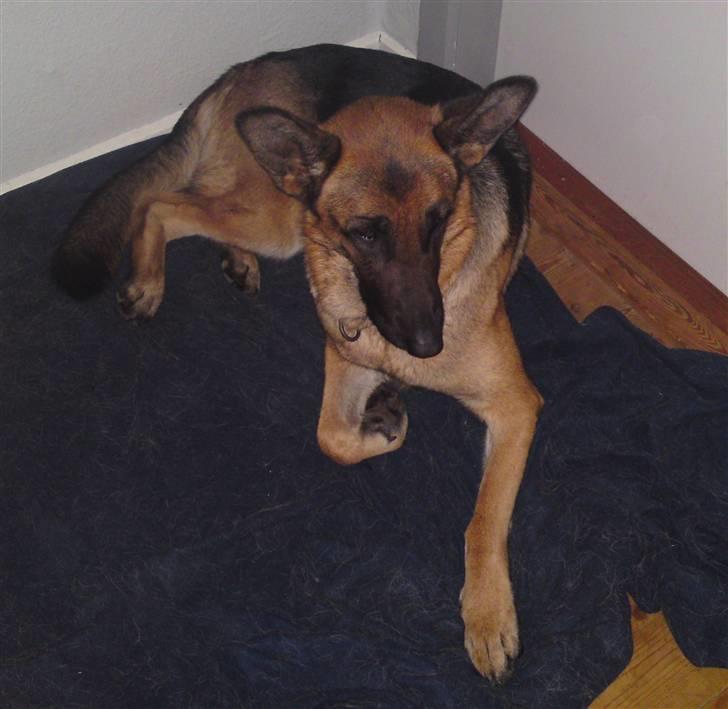 Schæferhund Alderslyst Ranja  billede 8