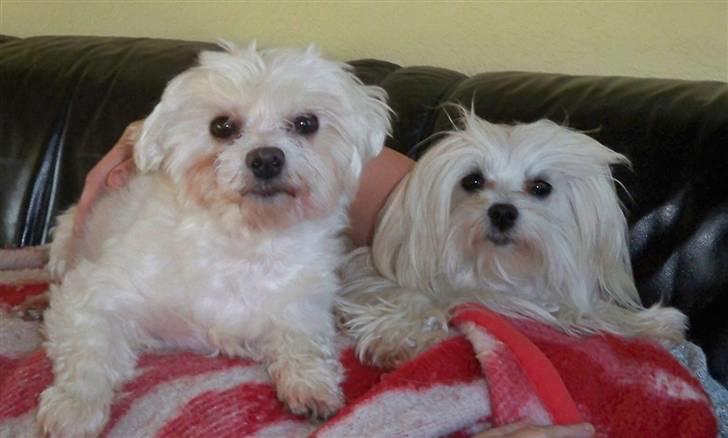 Malteser Sunny - hygge med donna billede 9