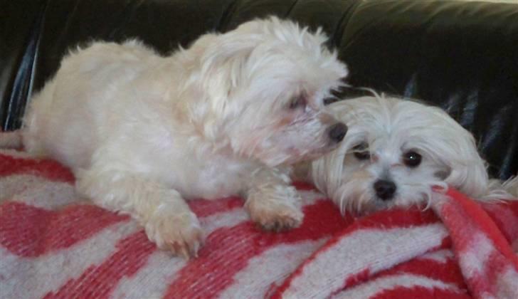 Malteser Sunny - hygge med donna.. smutter nu billede 10