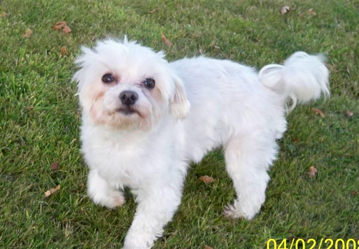 Malteser Sunny - hej mor er det dig !!!!!!! billede 11