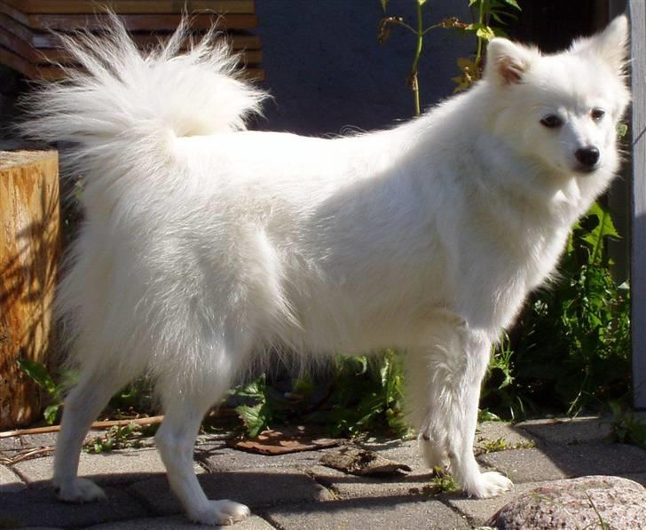 Japansk spids Freja - Min dejlige hund billede 1