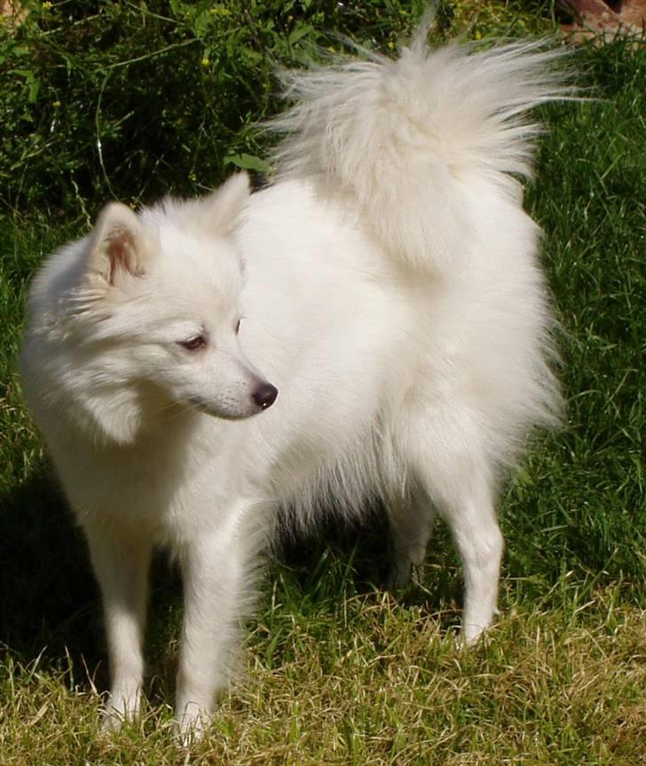 Japansk spids Freja billede 2