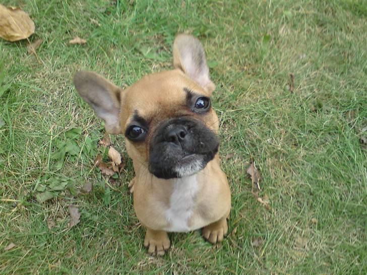 Fransk bulldog Malou billede 1