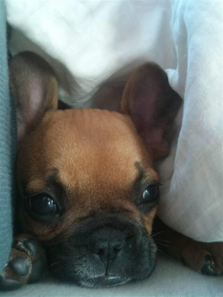 Fransk bulldog Malou billede 2